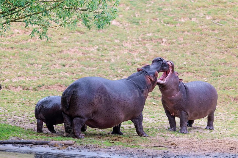 Two adult hippos (Hippopotamus amphibius) are fighting on land with their mouths wide open. A young hippo stands nearby. Democratic Republic of the Congo, Uganda, Tanzania, Kenya, Ethiopia, Somalia, Sudan, Gambia, South Africa