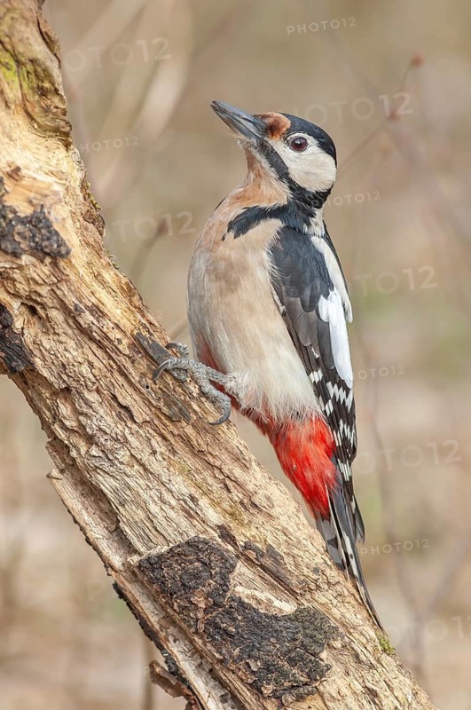 A bird with red and black feathers sits on a branch. Great woodpecker (Dendrocopos major) . Lower Rhine, Alsace, France