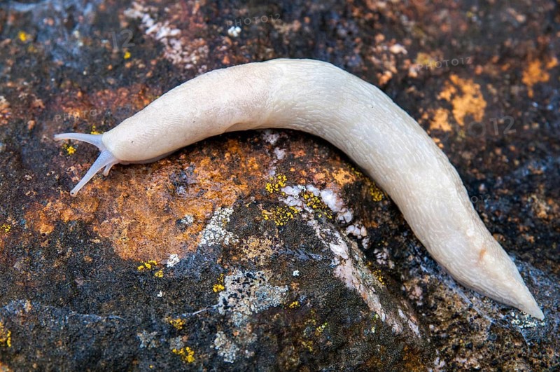 Black keel-back slug, limax cinereoniger, snowgel, black snowgel, albinism, gastropod, mollusca, snails, snails, molluscs