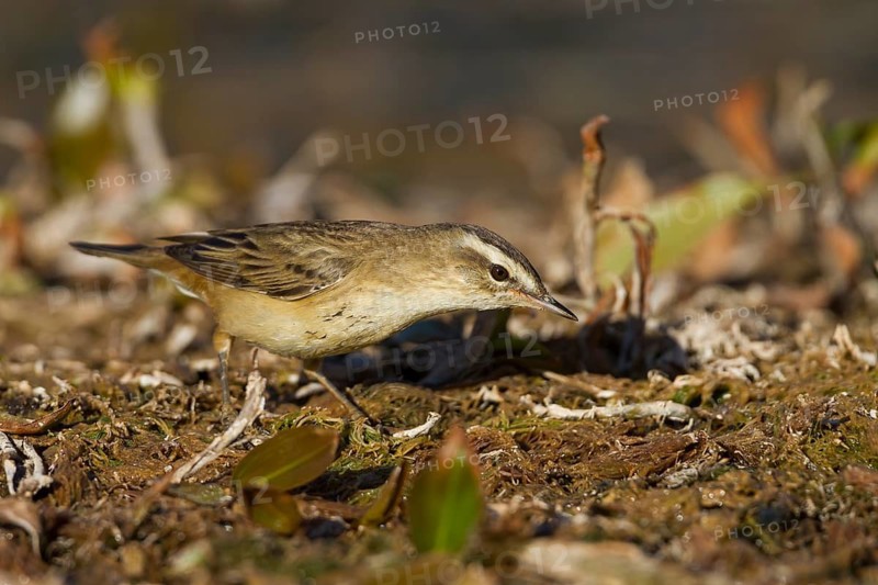 Sedge Warbler - Schilfrohrsänger - Acrocephalus schoenobaenus, Morocco