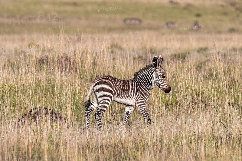 Cape Mountain Zebra (Equus zebra zebra), foal, Mountain Zebra National Park, Eastern Cape, South Africa