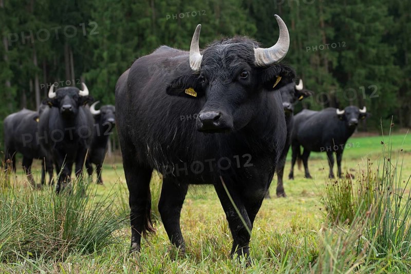 Artiodactyla, Bavaria, Bubalus Arnee, Even-töd Ungulate, Upper Palatinate, Paarhufer, Tirschenreuth, Waldnaab, Waldnaabaue, water buffalo, wild willows Waldnaabaue, domesticated animals, extensive grazing, pet, mammals, mammals