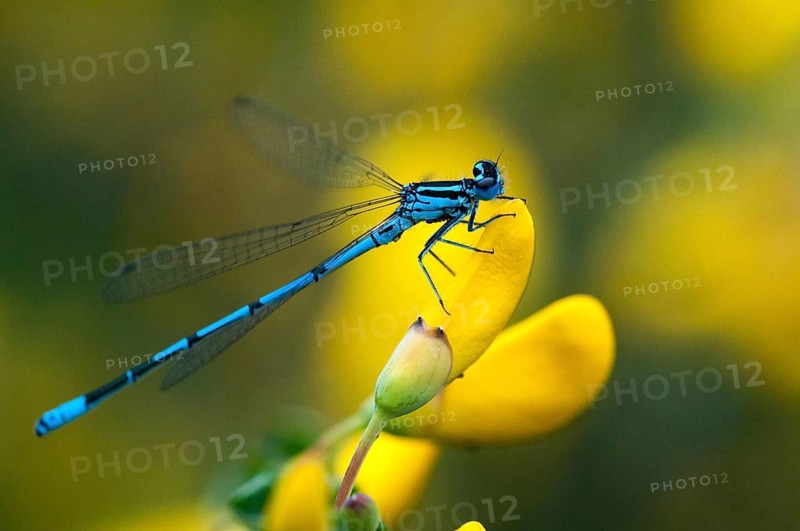 Azure damselfly, coenagrion puella, common coenagrion, horseshoe azuremaid, damselflies, dragonflies, insects, dragonflies, male, odonata, zygoptera