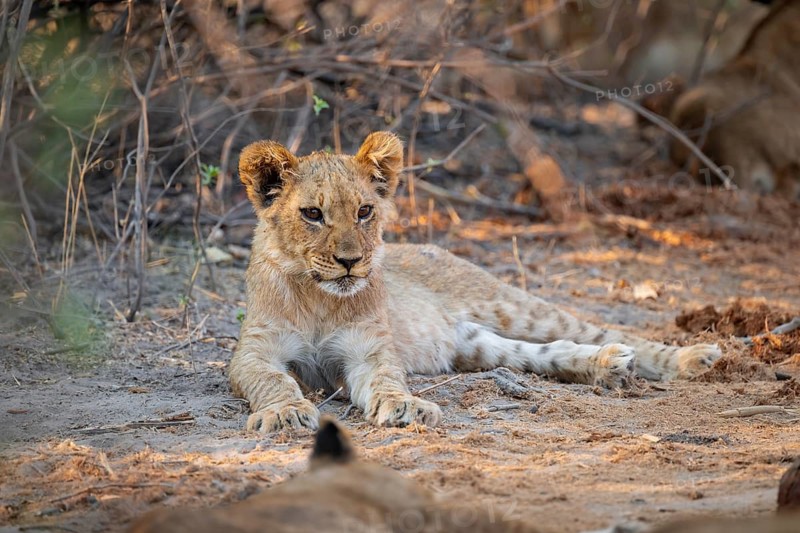Cub, lion (Panthera leo) lying, Savuti, Chobe National Park, Botswana