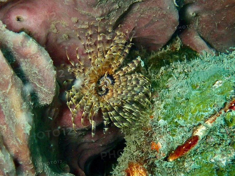 A brown-black feather worm, a tube worm (Sabellastarte), amongst corals, Prapat dive site, Penyapangan, Bali, Indonesia