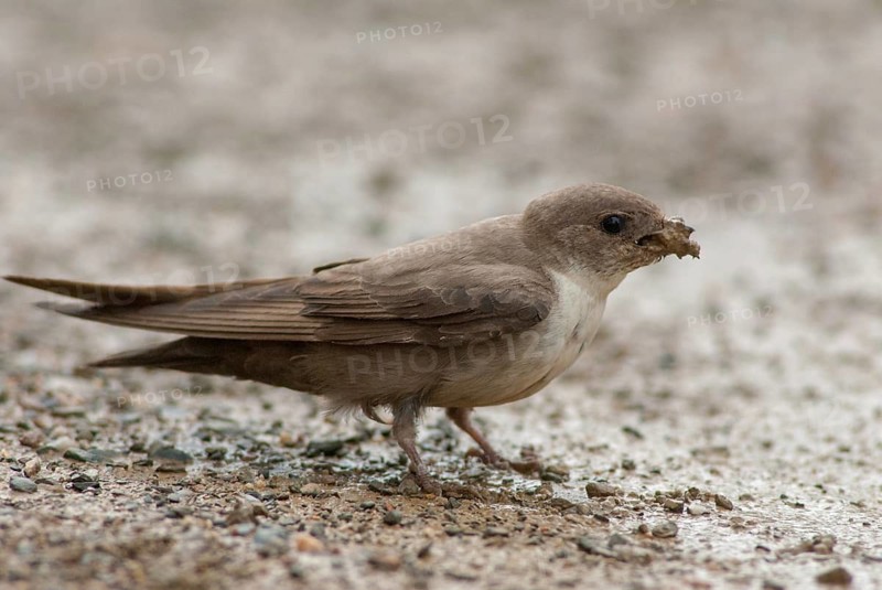 Crag martin, rock swallow, ptyonoprogne rupestris, birds, extremadura, nest building, passeri, swallows, songbirds, Spain, birds