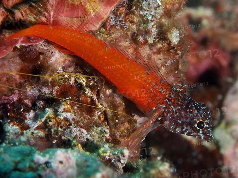 A bright orange blenny with a patterned head, the black-headed blenny (Microlipophrys nigriceps), resting on a reef, Muzil dive site, Stoja, Pula, Croatia, Mediterranean Sea
