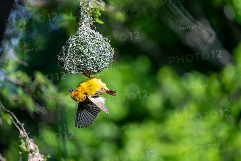 Cape Weaver Bird (Ploceus capensis) hanging upside down from its nest, Addo Elephant Park, South Africa