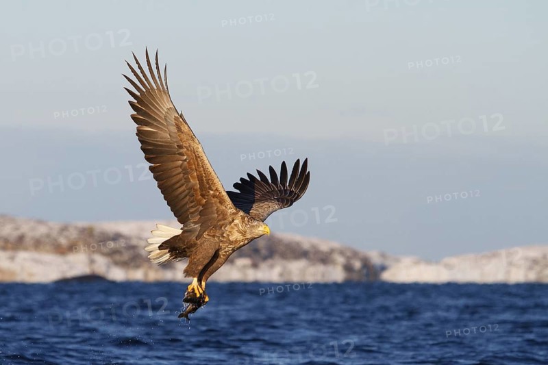 White-tailed Eagle (Haliaeetus albicilla) flying, Norway