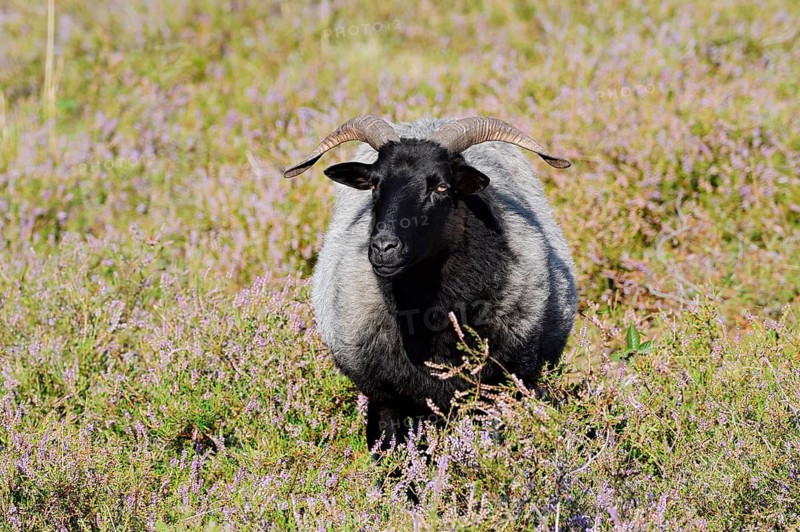 Grey-horned Heidschnucke moorland sheep sheep and flowering common heather (Calluna vulgaris), Westruper Heath, North Rhine-Westphalia, Germany