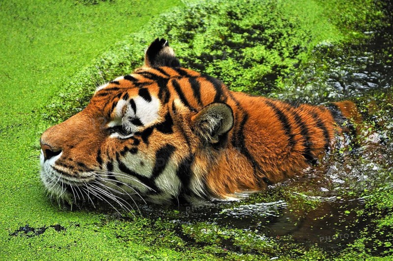 A Siberian tiger (Panthera tigris altaica) swims into a moat covered with green Common duckweed (Lemna minor), Nuremberg Zoo, Am Tiergarten 30, Nuremberg, Middle Franconia, Bavaria, Germany