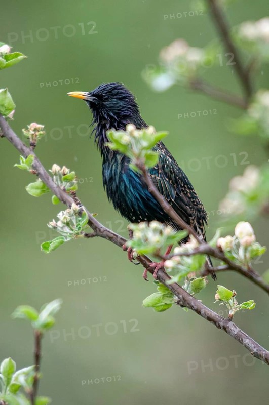 Star, Starling, Sturnus Vulgaris, Birds, Spring, High Size, Portrait, Meadow Orchard, Passeri, Songbirds, Jump, Orchard, Birds