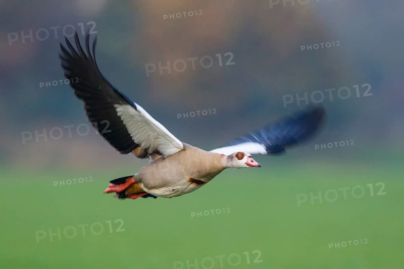Egyptian Goose (Alopochen aegyptiaca) flying, North Rhine-Westphalia, Germany