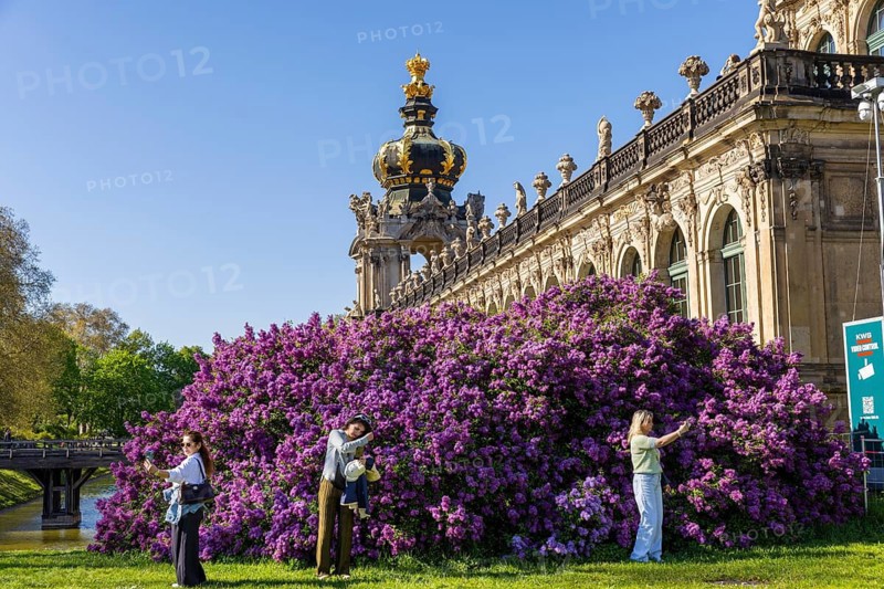 Cheerfully over the trampling tourists in front of the magnificent lilac bushes at the Langgalerie des Zwinger, Dresden, Saxony, Germany