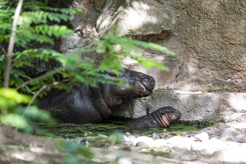 The hippo young Brštchen swims together with its mother. Born on May 9 and currently weighing around 20 kg, the hippopotamus is presented to the public for the first time and is baptized with the name Brštchen at Berlin Zoo, Berlin, 10.06.2026