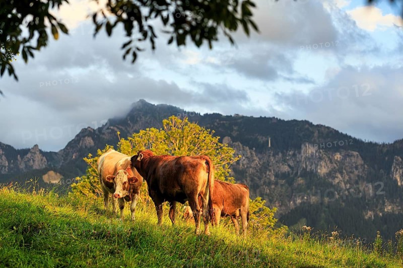 Cows grazing on mountain meadows, sustainable agriculture, green fodder, evening sun in summer, mountains, Schwangau, Ostallgäu, Allgäu, Swabia, Upper Bavaria, Bavaria, Germany