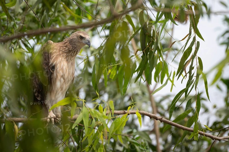 Grey-headed Fish Eagle (Icthyophaga ichthyaetus) perched on a tree branch, Sreepur, Gazipur, Bangladesh
