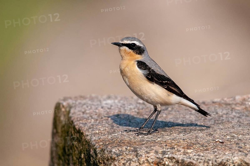 Brandenburg, Germany, national natural heritage, Grünhaus natural paradise, oenanthe oenanthe, Steinschmätzer, wheatear, post-mining landscape, birds, green house, male, passeri, songbirds, birds