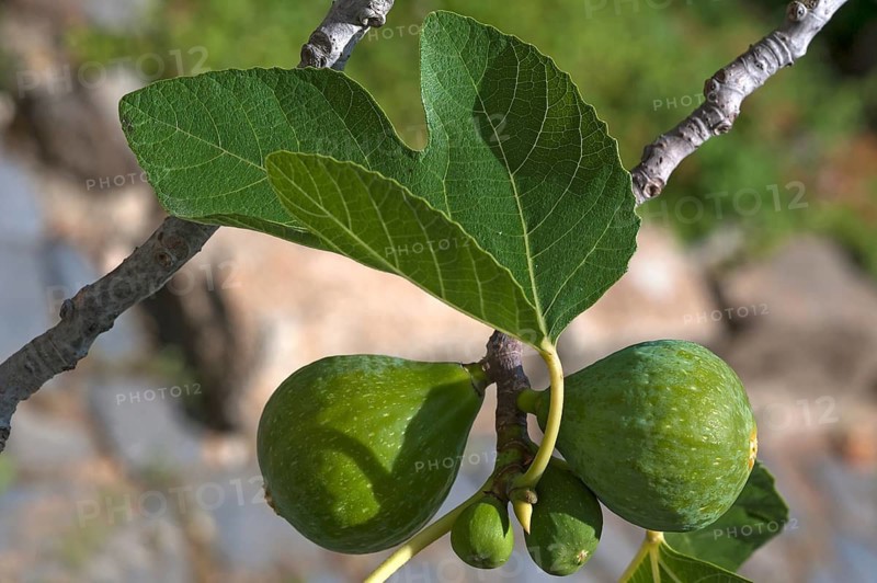 Common fig (Ficus carica) on the tree, Ostritz, Saxony, Germany