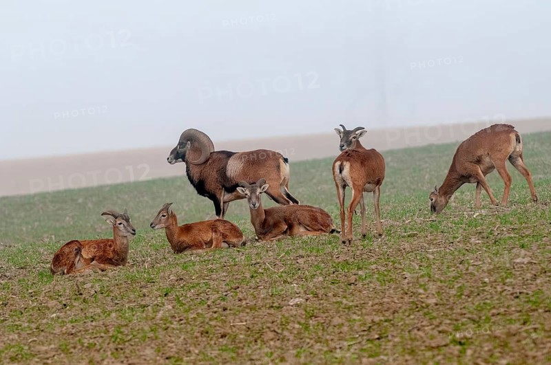 Artiodactyla, even-toed ungulate, mouflon, mouflon, mouflon, ovis gmelini musimon, cloven-hoofed, female, adolescent, juvenile, male, mammals, sheep, mammals, female, wild