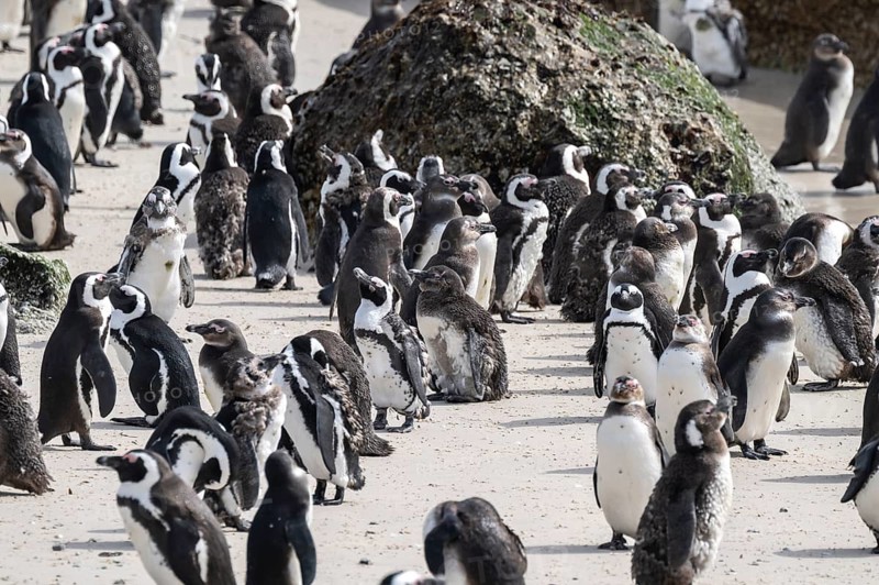 Penguin colony on the beach, African penguins (Spheniscus demersus) on a rock, Boulder Beach, Western Cape, Simon's Town, South Africa