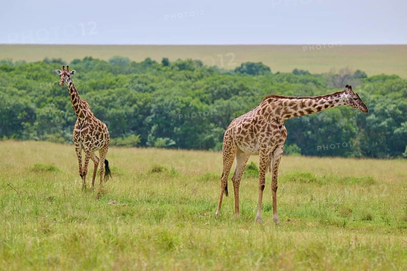 Two giraffes graze peacefully on an open steppe surrounded by nature, Masai giraffe (Giraffa camelopardalis), Masai Mara National Reserve, Narok County, Kenya