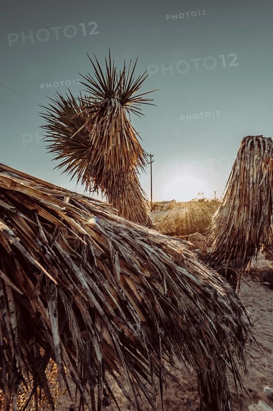 Sunset in Joshua Tree National Park