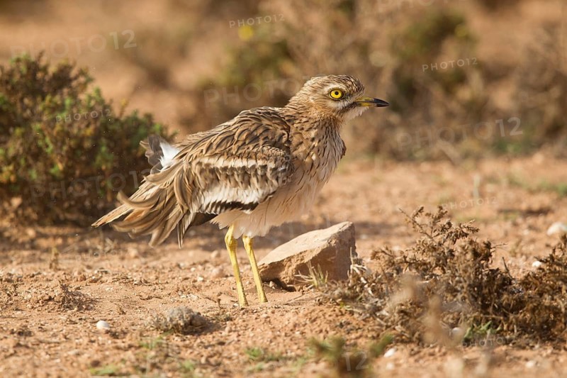 Eurasian Stone-curlew (Burhinus oedicnemus), Morocco