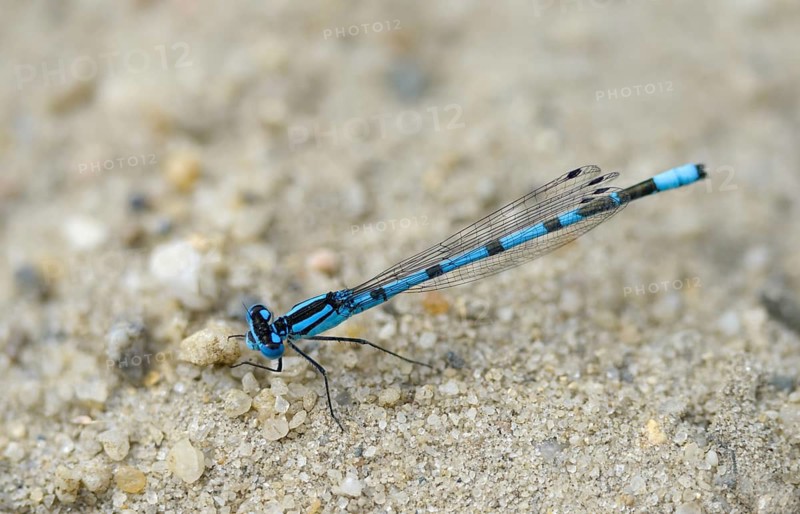 Cub azure maiden, common blue damselfly, enallagma cyathigerum, damselflies, dragonflies, insects, dragonflies, male, odonata, zygoptera