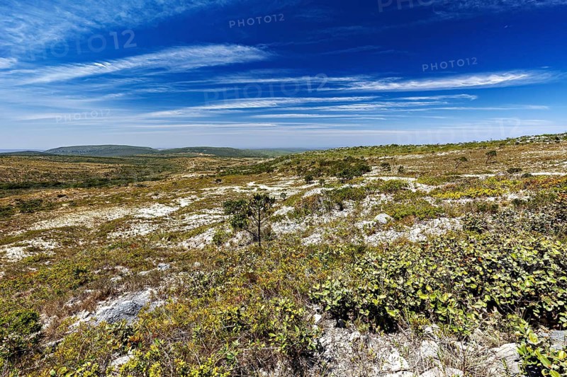 Wide, open landscape up to the horizon under partly cloudy sky, the thornshrub savanna in the Caatinga countryside in the federal states of Pernambuco and Bahia in Brazil