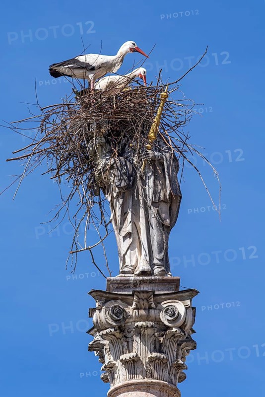A pair of storks, the white stork (Ciconia ciconia), are ready to mate in a stork's nest made of twigs, nest, perched on a statue of the Virgin Mary holding a golden sceptre, Patrona Bavariae, historic Baroque Marian column, unique, amusing, curious, attraction, blue sky, Marienplatz, Old Town, Freising, Upper Bavaria, Bavaria, Germany