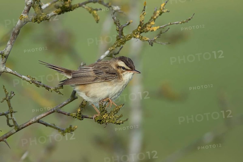 Sedge warbler (Acrocephalus schoenobaenus) adult bird on a tree branch, England, United Kingdom