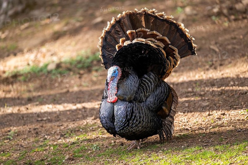Wild turkey (Meleagris gallopavo) male spreading its feathers while standing on a meadow, Bavaria, Germany