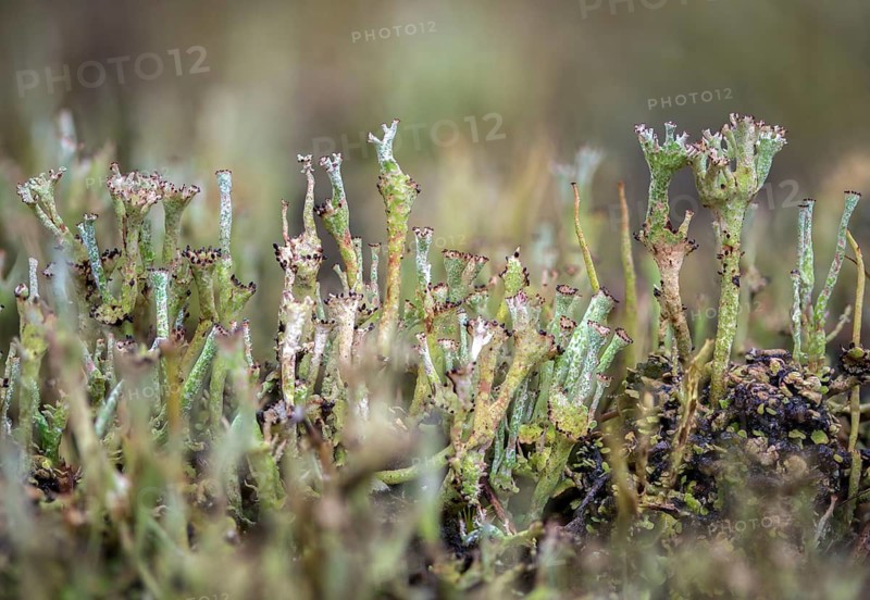 Cladonia gracilis, slender cup braid, smooth horn lichen, delicate shrub lichen, delicate cup braid, lichen