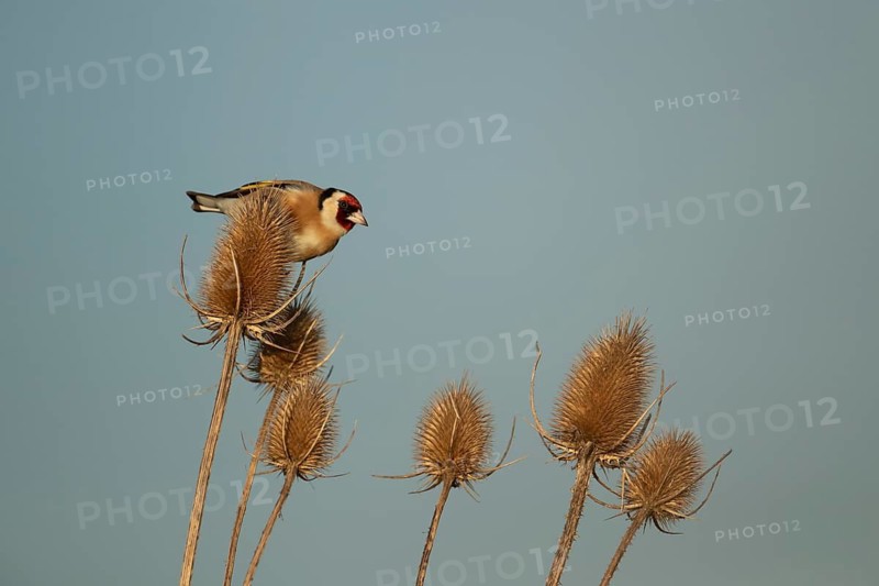 European goldfinch (Carduelis carduelis) adult bird on a Teasel (Dipsacus fullonum) seed head, England, United Kingdom