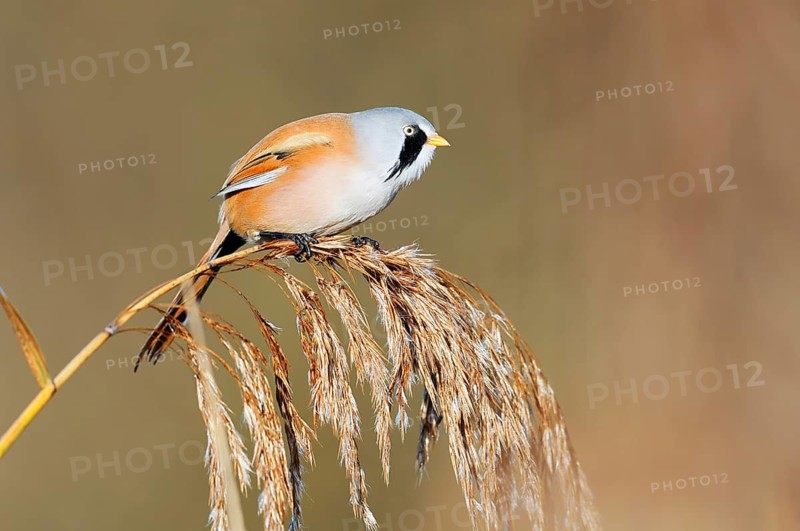 Bearded Tit (Panurus biarmicus), male sitting on a fruit stand of reed (Phragmites australis), North Rhine-Westphalia, Germany