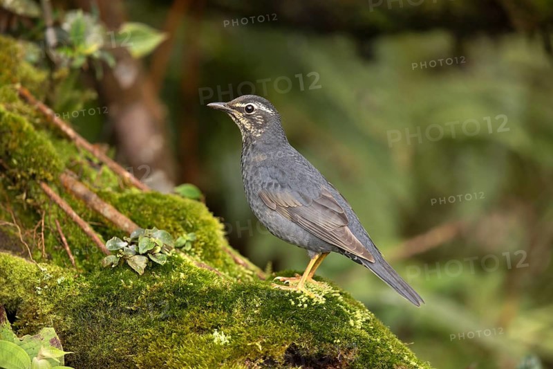 Siberian Thrush (Geokichla sibirica) male perched on a mossy log, Pahang, Malaysia