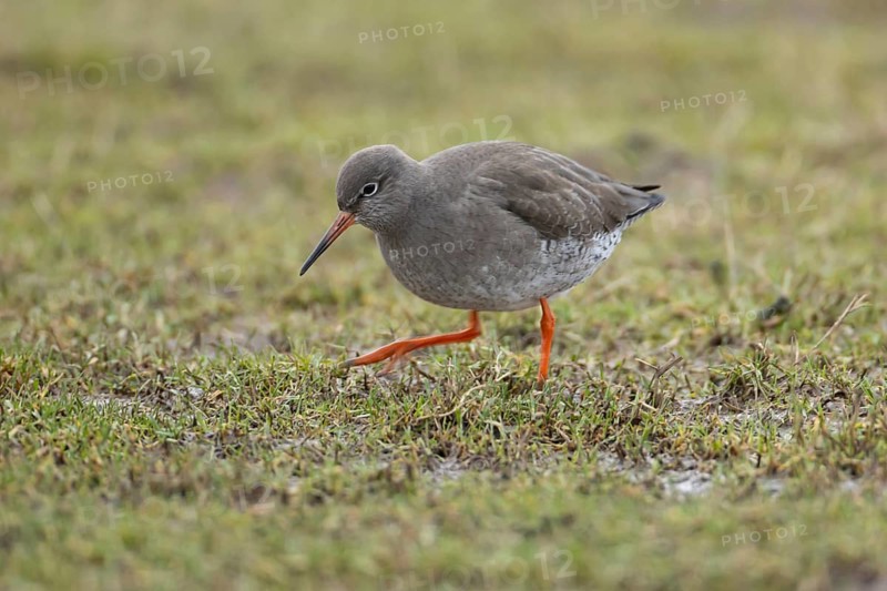 Common redshank (Tringa totanus) adult wading bird on grassland, England, United Kingdom