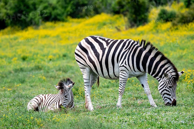 Burchell's zebra (Equus quagga burchelli) with foal standing in a flower meadow, Addo Elephant National Park, Eastern Cape, South Africa