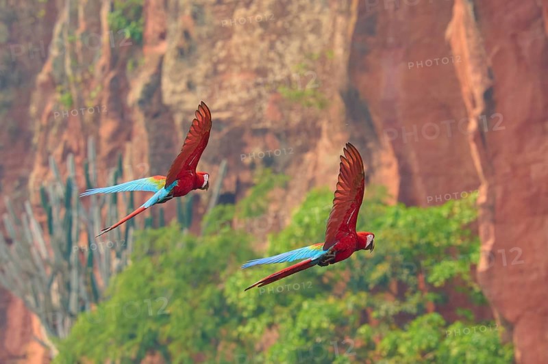 Two parrots fly past steep cliffs, surrounded by lush greenery: the green-winged macaw, or dark-red macaw (Ara chloroptera), Buraco Das Araras, Bonito, Pantanal, Brazil