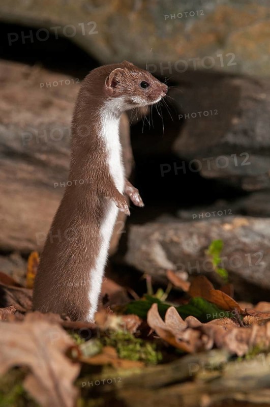 Carnivora, least weasel, mouse weasel, mustela nivalis, predators, dry-stone wall, high size, portrait format, mammals, raptors, mammals, dry stone wall