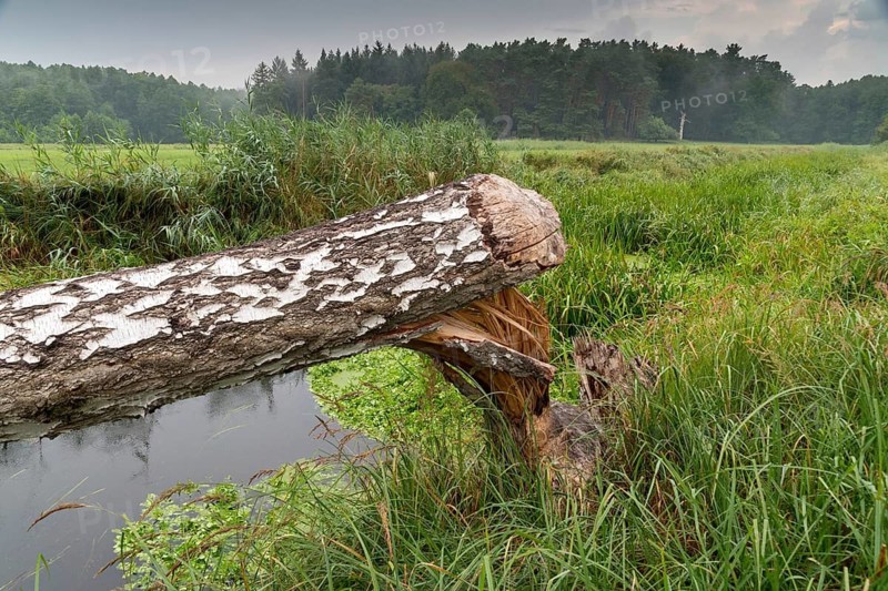 Barnim, beaver, Brandenburg, castor fiber albicus, elbe beaver, Eurasian beaver, European beaver, FFH area, finow valley, finowtal pregnitzfließ, Germany, rodents, natura 2000, Barnim nature park, rodentia, beaver, feeding tracks, landscape, mammals, nature reserve, nature reserve, rodents, summer, mammals, mammals