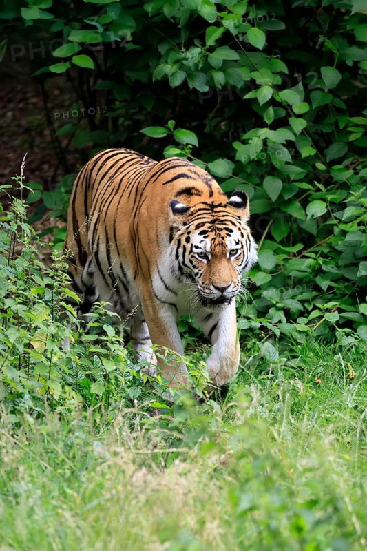 Siberian tiger (Panthera tigris altaica), adult, male, running, stalking, alert