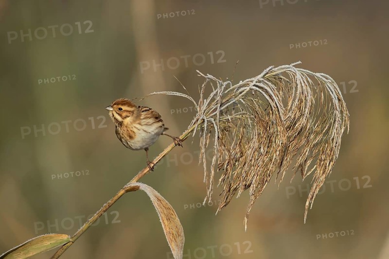Reed bunting (Emberiza schoeniclus) adult female bird in a frost covered reedbed in winter, England, United Kingdom