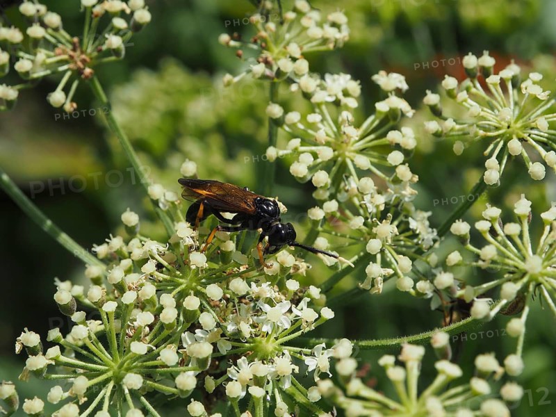 A leaf wasp (Tenthredo livida) is perched on a flower with small white blossoms, surrounded by greenery, in Goms, Canton of Valais, Switzerland