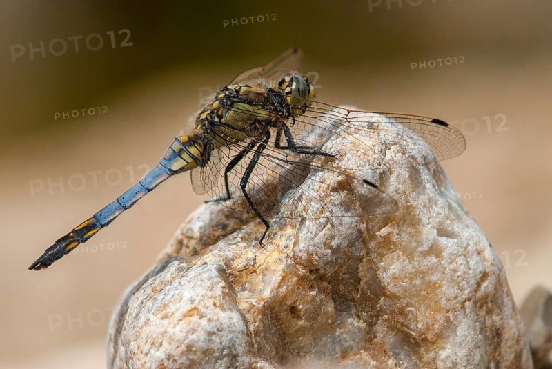 Black-tailed skimmer, big blue arrow, orthetrum cancellatum, anisoptera, damselflies, dragonflies, extremadura, insects, dragonflies, odonata, Spain
