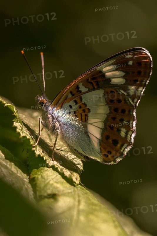 Small kingfisher, Ladoga camilla, limenitis camilla, white admiral, butterfly, high size, portrait format, insects, butterfly, butterflies