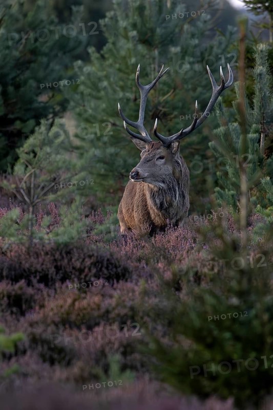 The rut is coming to an end and this red deer (Cervus elaphus) in the heather (Calluna vulgaris), heath landscape, blooming, heather blossom, Krondyr, rutting season, red deer rut, red deer rut, September, Denmark