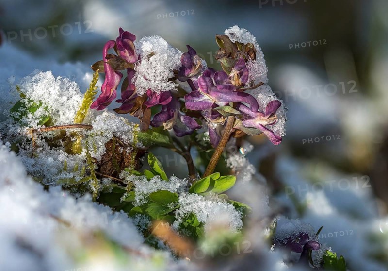 Corydalis cava, earth smoke family, fumariaceae, hollow lark spur, hollow bulbous lark spur, lark spur, flora, spring, hollowroot, plants, plants, snow, spring
