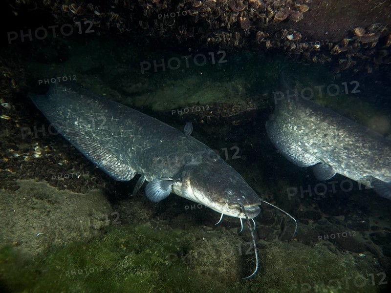 Two catfish (Silurus glanis), Waller, hiding at night under a stony ground, dive site Klosterinsel, Rheinau, Canton Zurich, Rhine, High Rhine, Switzerland, Germany